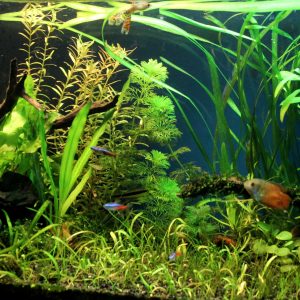 Orientation Aquascape