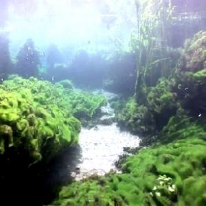Sakarya Nehri Sualtı Videosu