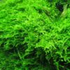 Christmas Moss