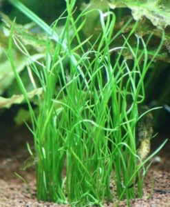 Isoetes Vetata Varsicula
