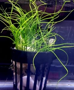 Isoetes Vetata Varsicula