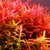 Rotala Rotundifolia Red