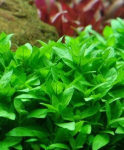 Staurogyne Repens