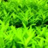 Staurogyne Repens
