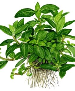 Staurogyne Repens