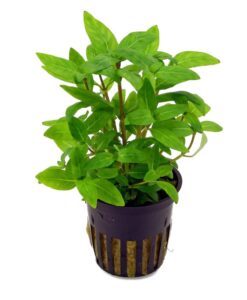 Staurogyne Repens Saksı