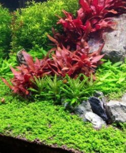 Alternanthera Reineckii Mini