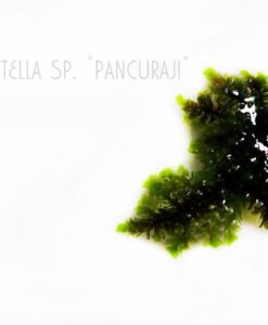 Callicostella sp. Pancuraji