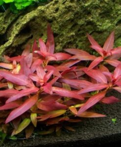 Ludwigia Peruensis Diamond Red (Ludwigia Glandulosa)