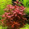Ludwigia Peruensis Diamond Red (Ludwigia Glandulosa)