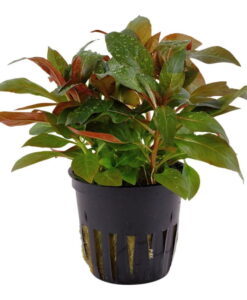 Ludwigia Peruensis Diamond Red - Ludwigia Glandulosa Saksı