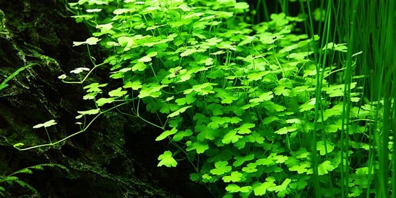 Hydrocotyle Tripartita Hydrocotyle Sp Japan Akvaryum Zemin Bitkisi