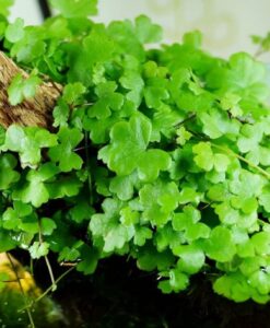 Hydrocotyle Tripartita Hydrocotyle Sp Japan Akvaryum Zemin Bitkisi