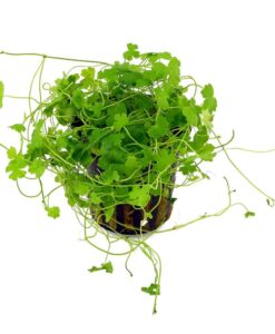 Hydrocotyle Tripartita - Sp. Japan Saksı