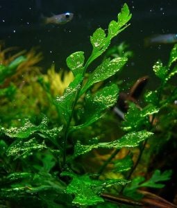 Bolbitis Heudelotii