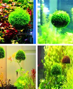 Yüzen Moss Saksısı Yarım Küre Şeklinde