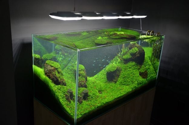 bitkili-akvaryum-aquascape-akvaryumlar-ve-zellikleri-nelerdir