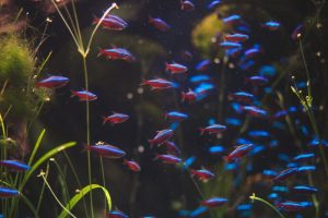 Neon Tetra Sürüsü