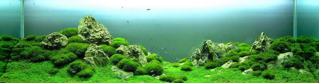 Iwagumi Aquascape - Bitkili Akvaryum