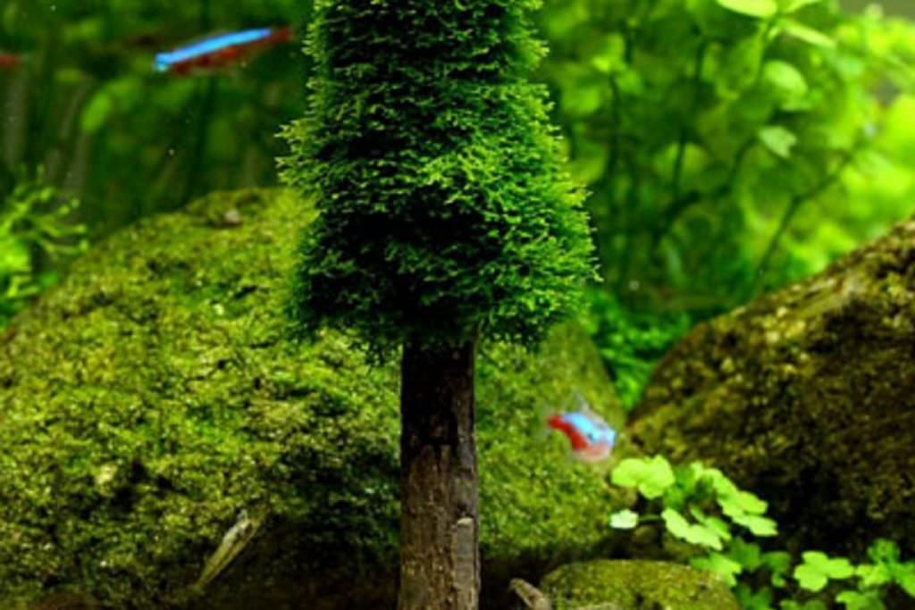 Akvaryum Moss Ağacı
