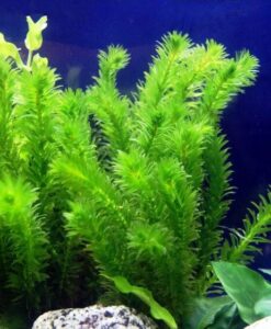 Elodea Densa (Egeria)
