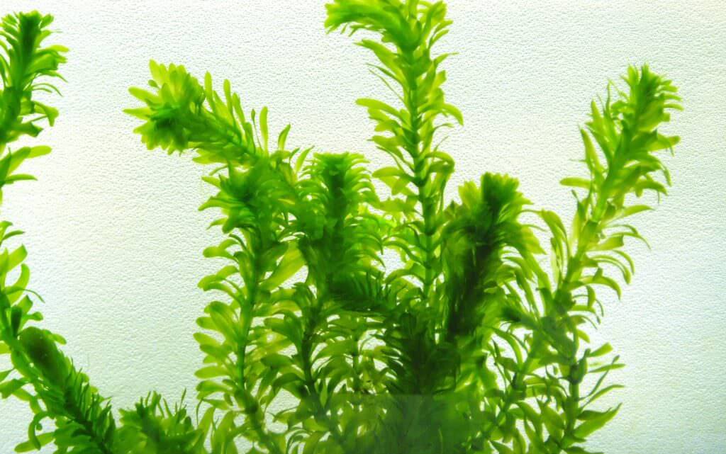 Elodea Bitkisi - Elodea Densa (Egeria) - Kolay arka plan bitkisi