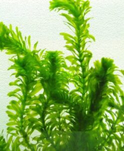 Elodea Densa (Egeria)
