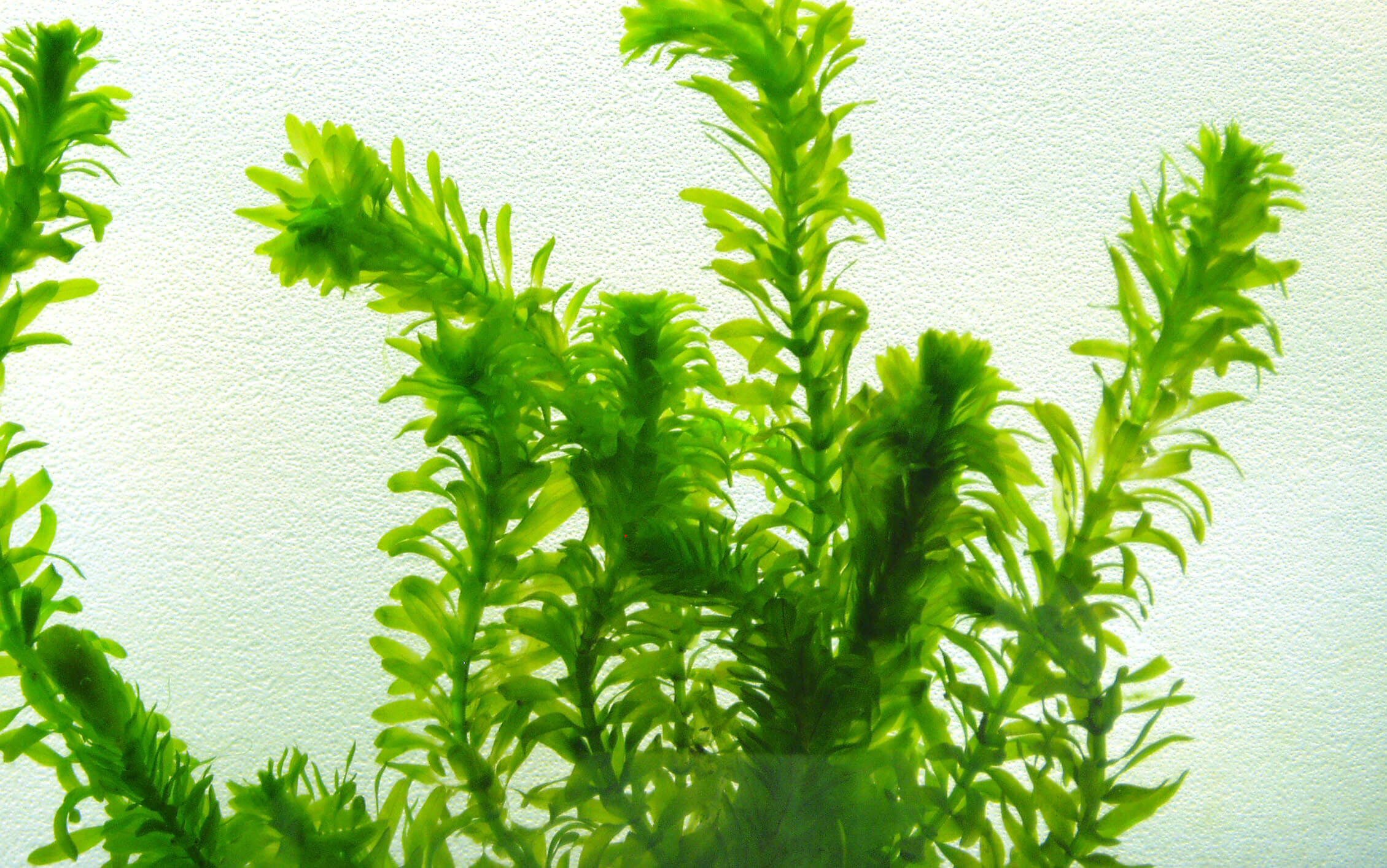 Elodea Bitkisi Elodea Densa Egeria Kolay Arka Plan Bitkisi