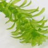Elodea Densa (Egeria)