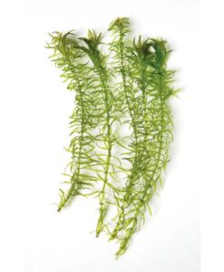 Elodea Densa (Egeria)