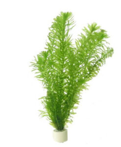Elodea Densa (Egeria)