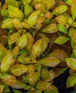 Oval Gül (Ludwigia Ovalis)