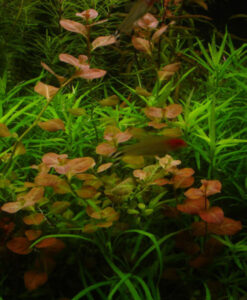 Oval Gül (Ludwigia Ovalis)