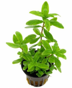 Zeytin (Hygrophila Polysperma Ceylon)