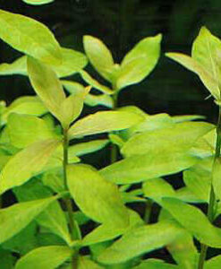 Zeytin (Hygrophila Polysperma Ceylon)