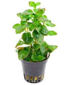 Ludwigia Ovalis Saksı