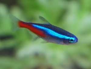 Neon Tetra (Paracheirodon Innesi)