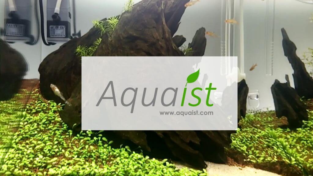 Holy Wood Aquascape - Bitkili Akvaryum Tanıtım ve Gelişimi