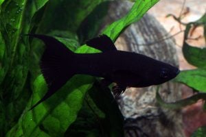 Ay Kuyruk Siyah Moli - Black Molly