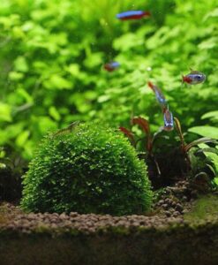Moss Küresi