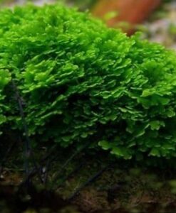 Pellia Moss (Monosolenium Tenerum)