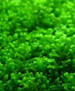 Pellia Moss (Monosolenium Tenerum)