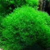 Pellia Moss (Monosolenium Tenerum)