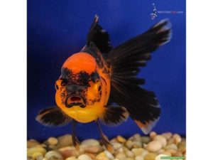 Siyah / Kırmızı Oranda - Japon Balığı