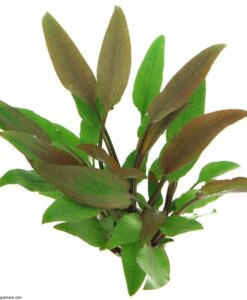 Cryptocoryne Lutea