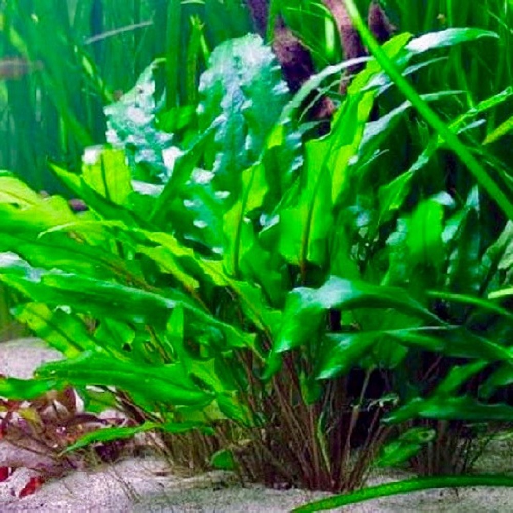 Cryptocoryne Lutea - Düşük Gereksinimli Canlı Akvaryum Orta Plan Bitkisi