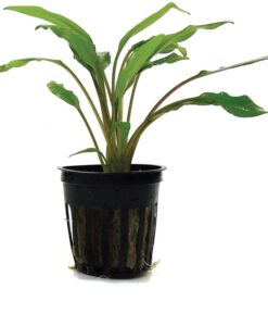 Cryptocoryne Lutea