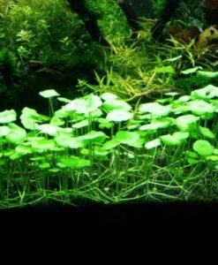 Hydrocotyle Verticillata