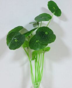 Hydrocotyle Verticillata