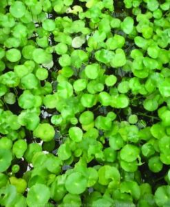 Hydrocotyle Verticillata